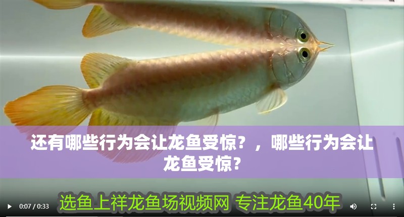 還有哪些行為會讓龍魚受驚？，哪些行為會讓龍魚受驚？