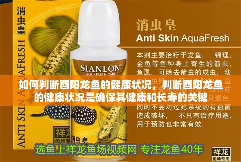如何判斷酉陽龍魚的健康狀況，判斷酉陽龍魚的健康狀況是確保其健康和長壽的關(guān)鍵
