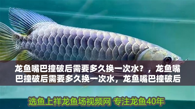 龍魚嘴巴撞破后需要多久換一次水？，龍魚嘴巴撞破后需要多久換一次水，龍魚嘴巴撞破后需要注意哪些細(xì)節(jié)