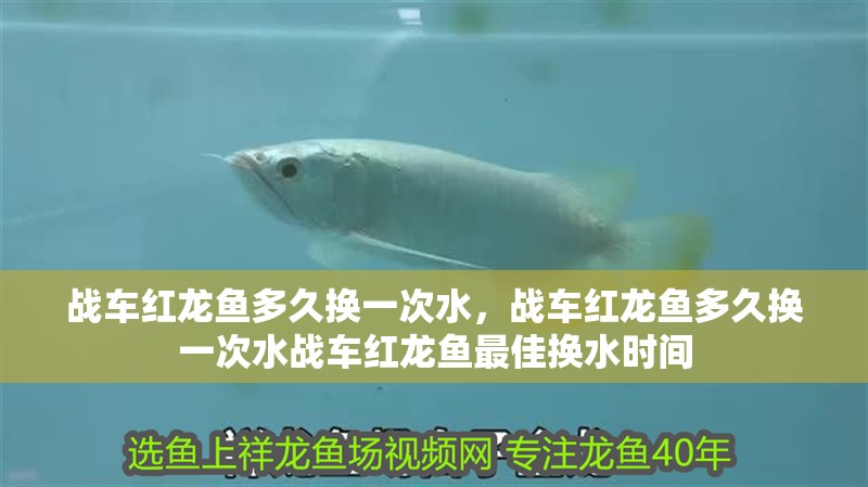 戰車紅龍魚多久換一次水，戰車紅龍魚多久換一次水戰車紅龍魚最佳換水時間