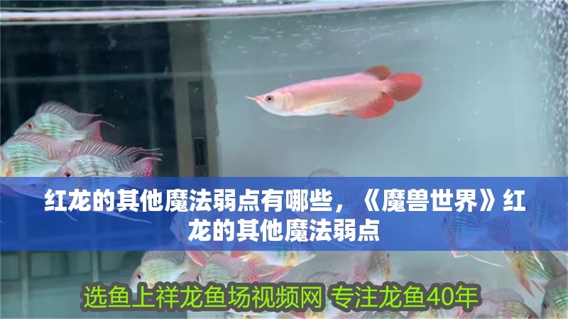 紅龍的其他魔法弱點(diǎn)有哪些，《魔獸世界》紅龍的其他魔法弱點(diǎn)