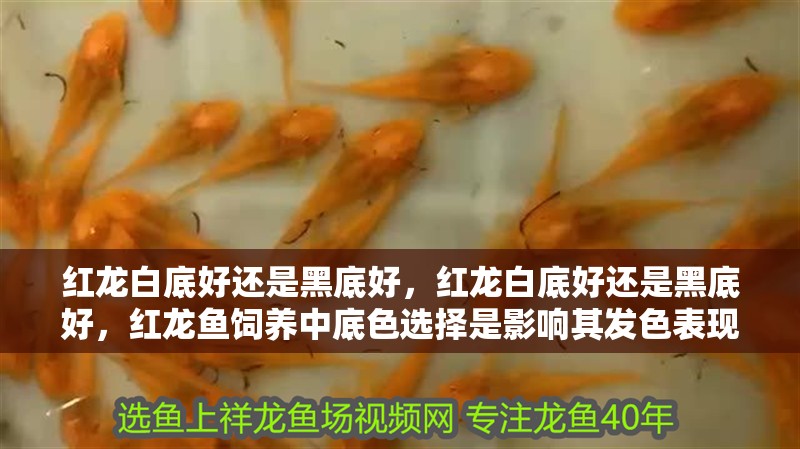 紅龍白底好還是黑底好，紅龍白底好還是黑底好，紅龍魚飼養中底色選擇是影響其發色表現的關鍵因素之一