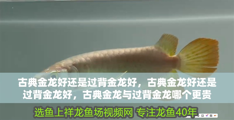 古典金龍好還是過背金龍好，古典金龍好還是過背金龍好，古典金龍與過背金龍哪個更貴