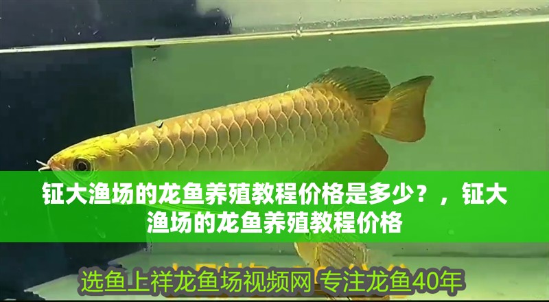 鉦大漁場的龍魚養殖教程價格是多少？，鉦大漁場的龍魚養殖教程價格