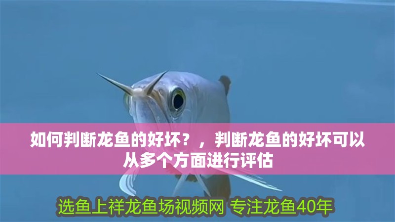 如何判斷龍魚的好壞？，判斷龍魚的好壞可以從多個方面進(jìn)行評估
