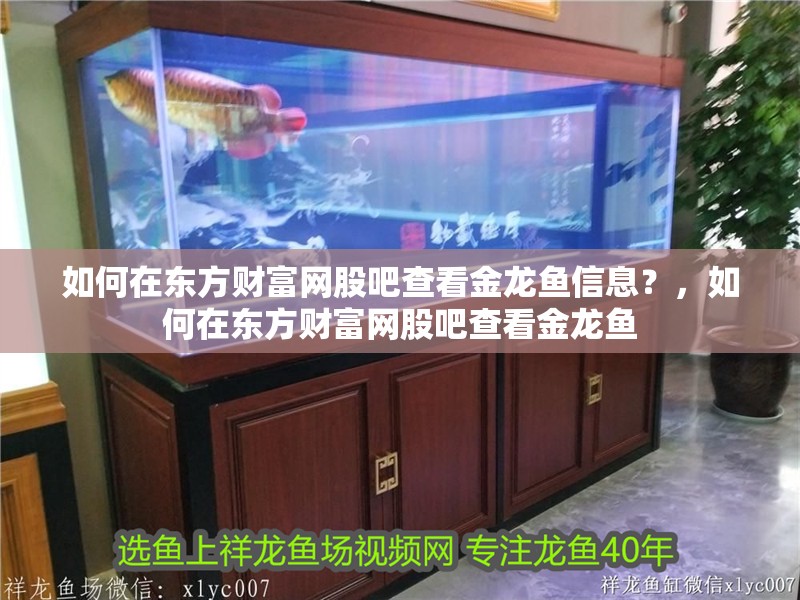 如何在東方財富網股吧查看金龍魚信息？，如何在東方財富網股吧查看金龍魚