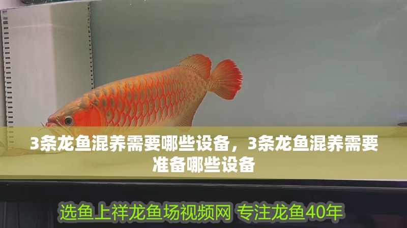 3條龍魚混養需要哪些設備，3條龍魚混養需要準備哪些設備