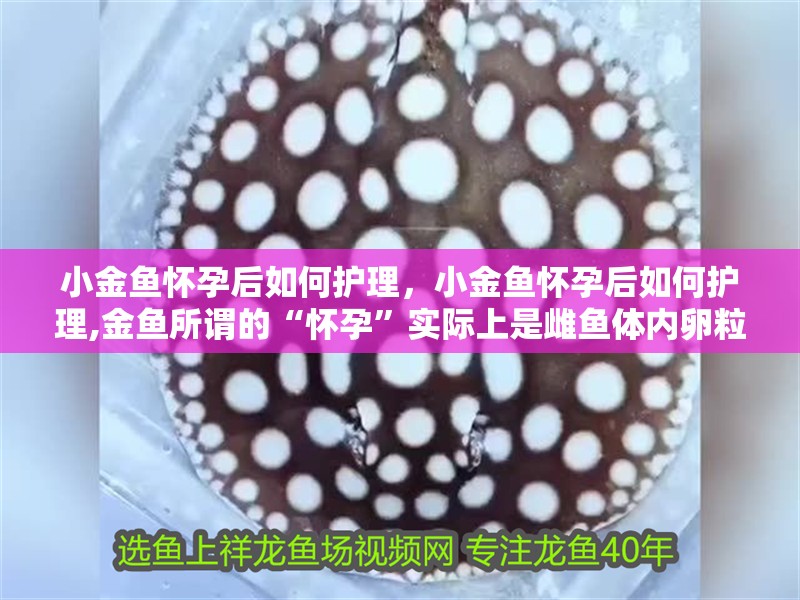 小金魚懷孕后如何護(hù)理，小金魚懷孕后如何護(hù)理,金魚所謂的“懷孕”實際上是雌魚體內(nèi)卵粒成熟、準(zhǔn)備產(chǎn)卵的生理現(xiàn)象