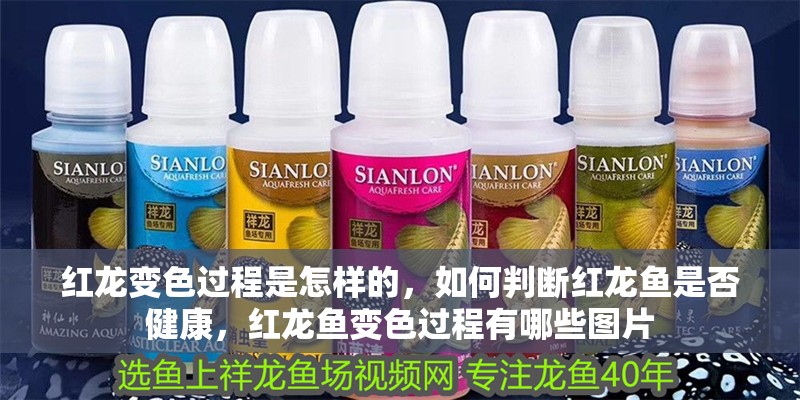 紅龍變色過程是怎樣的，如何判斷紅龍魚是否健康，紅龍魚變色過程有哪些圖片