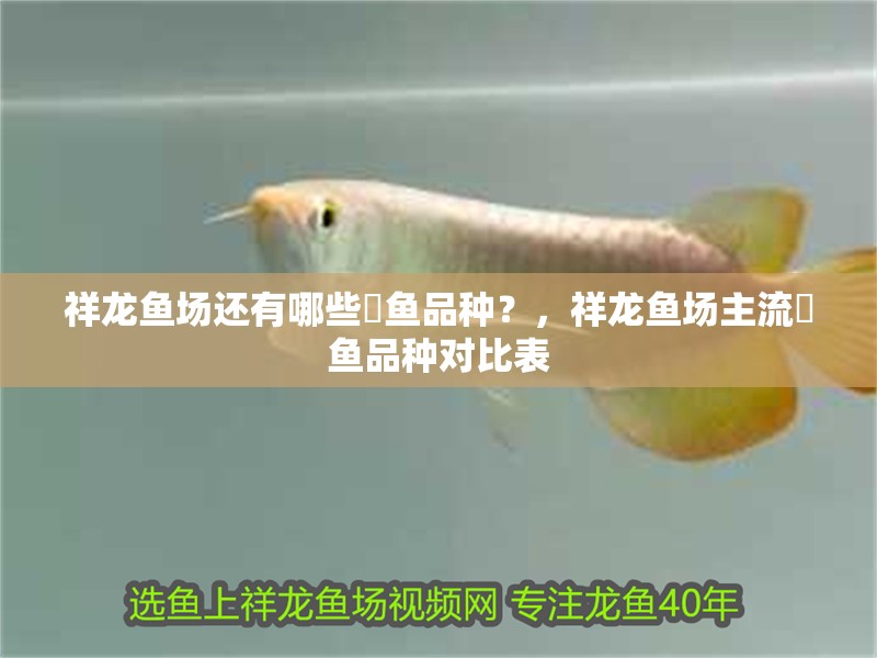 祥龍魚場還有哪些魟魚品種？，祥龍魚場主流魟魚品種對比表