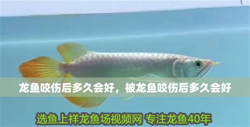 龍魚咬傷后多久會好，被龍魚咬傷后多久會好