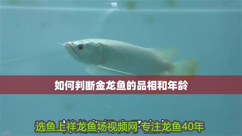 如何判斷金龍魚的品相和年齡