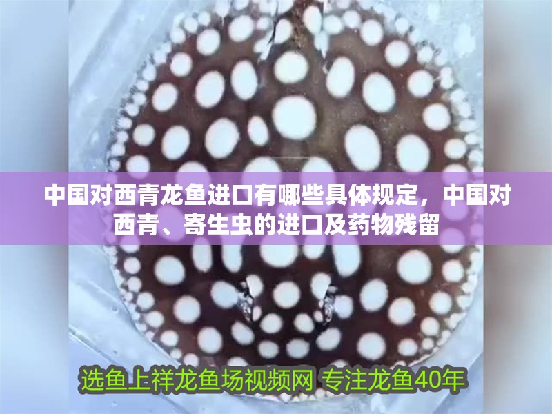 中國對西青龍魚進口有哪些具體規定，中國對西青、寄生蟲的進口及藥物殘留