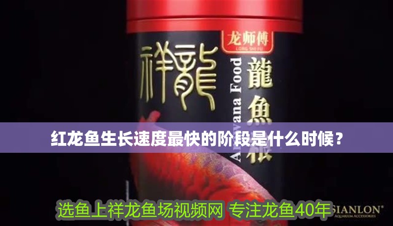 紅龍魚生長速度最快的階段是什么時候？