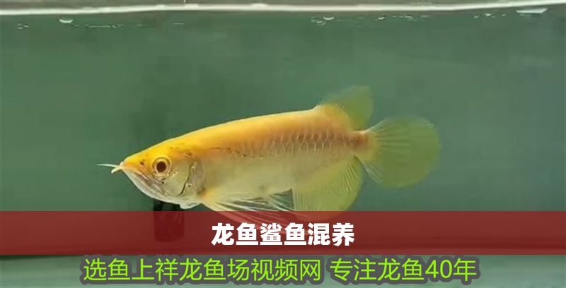 龍魚鯊魚混養(yǎng)