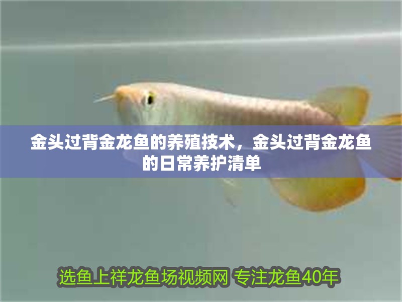 金頭過背金龍魚的養殖技術，金頭過背金龍魚的日常養護清單