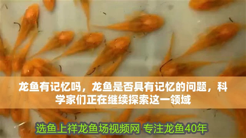 龍魚有記憶嗎，龍魚是否具有記憶的問題，科學家們正在繼續探索這一領域