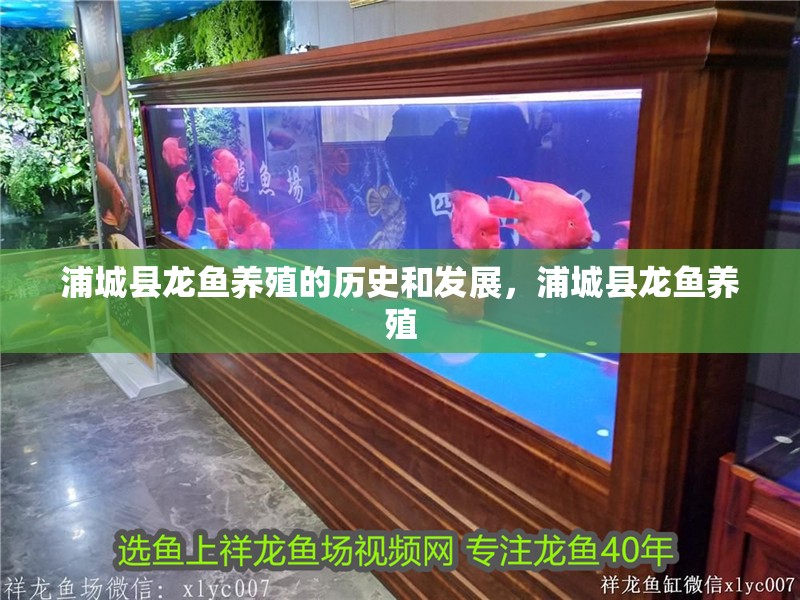 浦城縣龍魚養(yǎng)殖的歷史和發(fā)展，浦城縣龍魚養(yǎng)殖