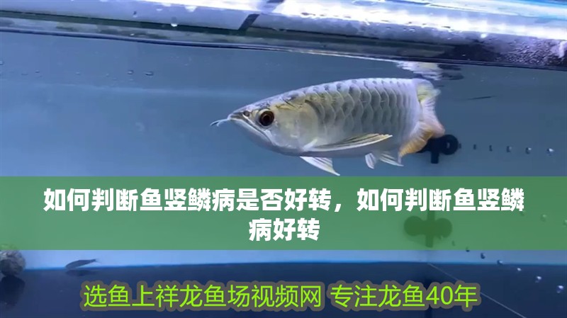 如何判斷魚豎鱗病是否好轉，如何判斷魚豎鱗病好轉