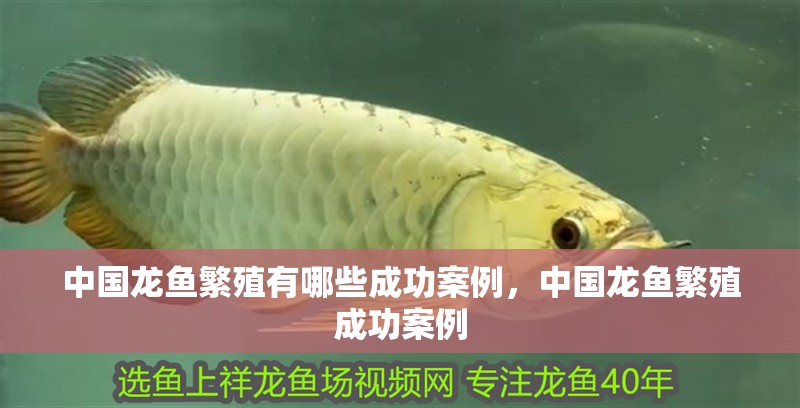 中國龍魚繁殖有哪些成功案例，中國龍魚繁殖成功案例