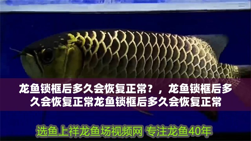 龍魚鎖框后多久會恢復正常？，龍魚鎖框后多久會恢復正常龍魚鎖框后多久會恢復正常