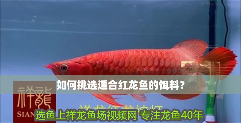 如何挑選適合紅龍魚的餌料？