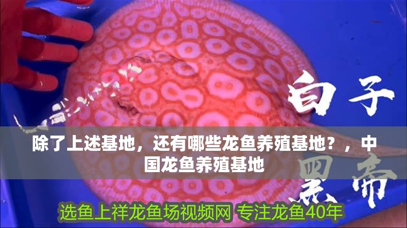 除了上述基地，還有哪些龍魚養(yǎng)殖基地？，中國(guó)龍魚養(yǎng)殖基地
