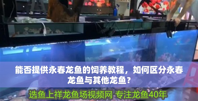 能否提供永春龍魚的飼養教程，如何區分永春龍魚與其他龍魚？
