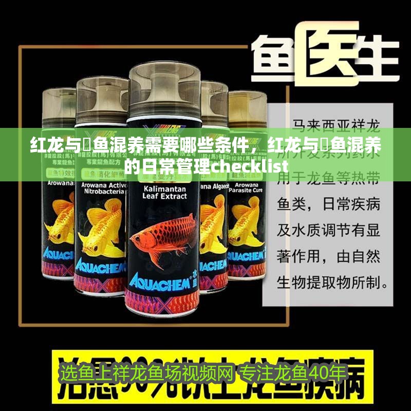 紅龍與魟魚混養需要哪些條件，紅龍與魟魚混養的日常管理checklist