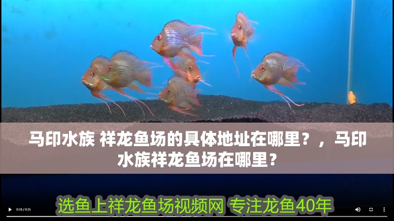 馬印水族 祥龍魚場的具體地址在哪里？，馬印水族祥龍魚場在哪里？