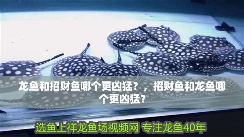 龍魚和招財(cái)魚哪個(gè)更兇猛？，招財(cái)魚和龍魚哪個(gè)更兇猛？