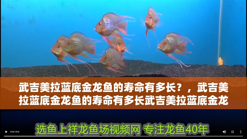 武吉美拉藍底金龍魚的壽命有多長？，武吉美拉藍底金龍魚的壽命有多長武吉美拉藍底金龍魚價格是多少