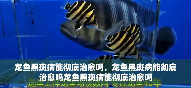 龍魚黑斑病能徹底治愈嗎，龍魚黑斑病能徹底治愈嗎龍魚黑斑病能徹底治愈嗎
