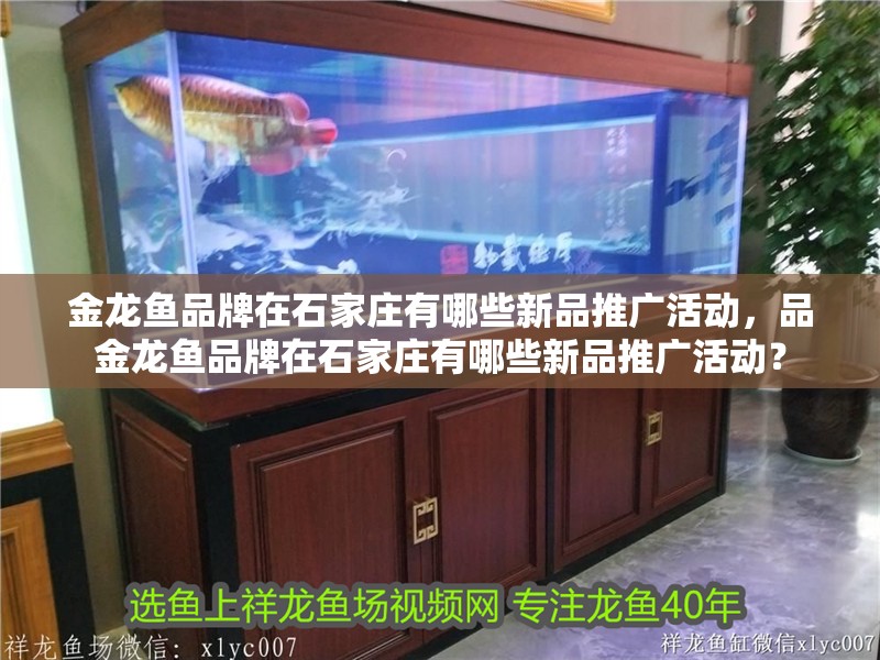 金龍魚品牌在石家莊有哪些新品推廣活動(dòng)，品金龍魚品牌在石家莊有哪些新品推廣活動(dòng)？