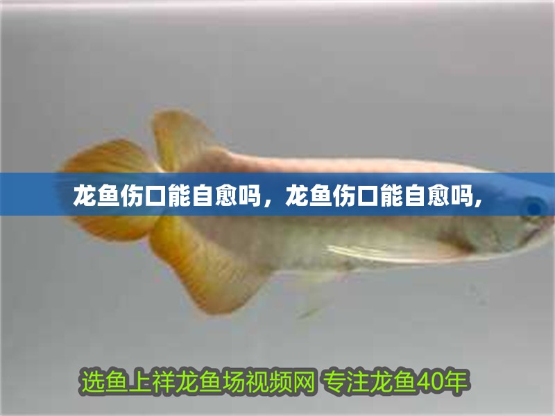 龍魚傷口能自愈嗎，龍魚傷口能自愈嗎,