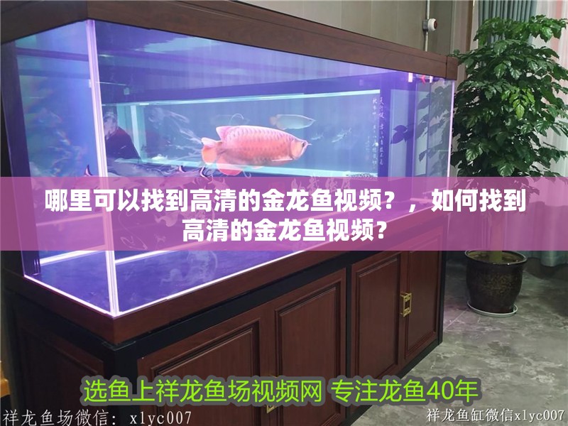 哪里可以找到高清的金龍魚視頻？，如何找到高清的金龍魚視頻？