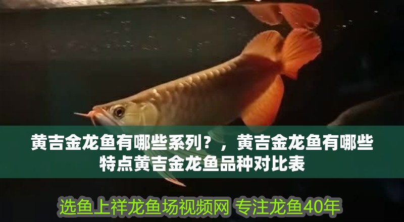 黃吉金龍魚有哪些系列？，黃吉金龍魚有哪些特點黃吉金龍魚品種對比表