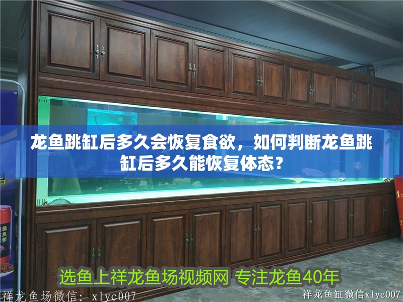 龍魚跳缸后多久會恢復(fù)食欲，如何判斷龍魚跳缸后多久能恢復(fù)體態(tài)？