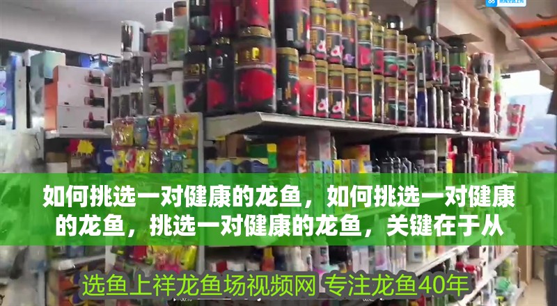 如何挑選一對健康的龍魚，如何挑選一對健康的龍魚，挑選一對健康的龍魚，關鍵在于從
