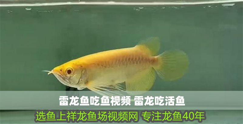 雷龍魚吃魚視頻 雷龍吃活魚