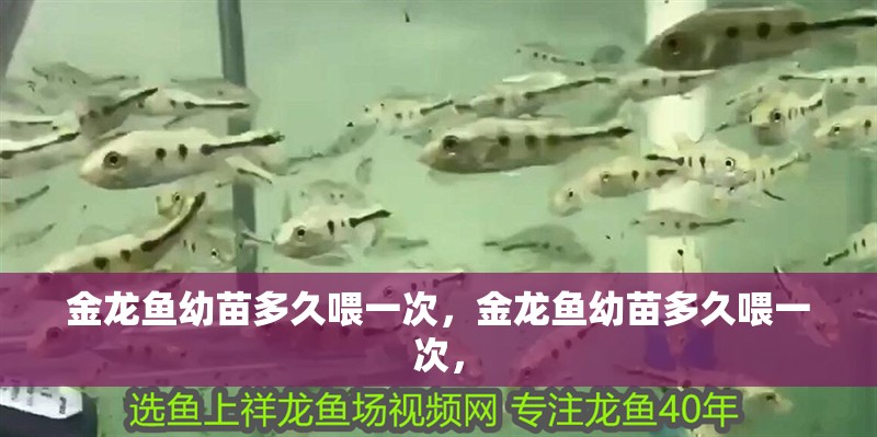 金龍魚(yú)幼苗多久喂一次，金龍魚(yú)幼苗多久喂一次，