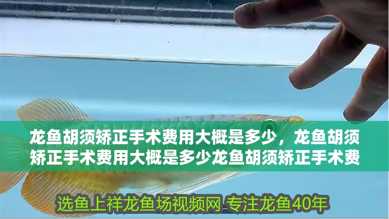 龍魚(yú)胡須矯正手術(shù)費(fèi)用大概是多少，龍魚(yú)胡須矯正手術(shù)費(fèi)用大概是多少龍魚(yú)胡須矯正手術(shù)費(fèi)用大概多少