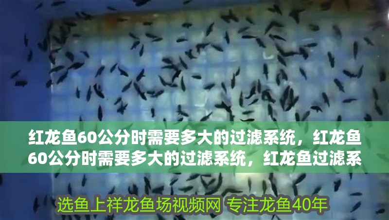 紅龍魚60公分時需要多大的過濾系統，紅龍魚60公分時需要多大的過濾系統，紅龍魚過濾系統配置清單