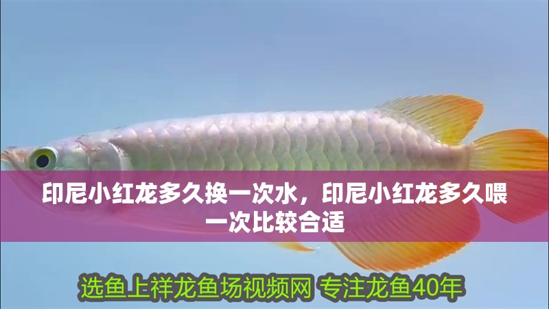 印尼小紅龍多久換一次水，印尼小紅龍多久喂一次比較合適