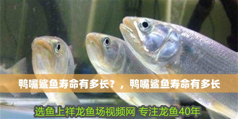鴨嘴鯊魚壽命有多長？，鴨嘴鯊魚壽命有多長