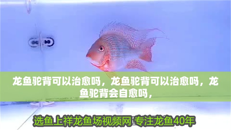 龍魚駝背可以治愈嗎，龍魚駝背可以治愈嗎，龍魚駝背會自愈嗎，