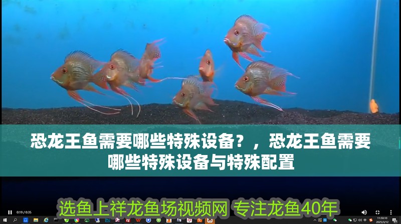 恐龍王魚需要哪些特殊設(shè)備？，恐龍王魚需要哪些特殊設(shè)備與特殊配置