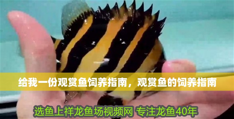 給我一份觀賞魚飼養指南，觀賞魚的飼養指南