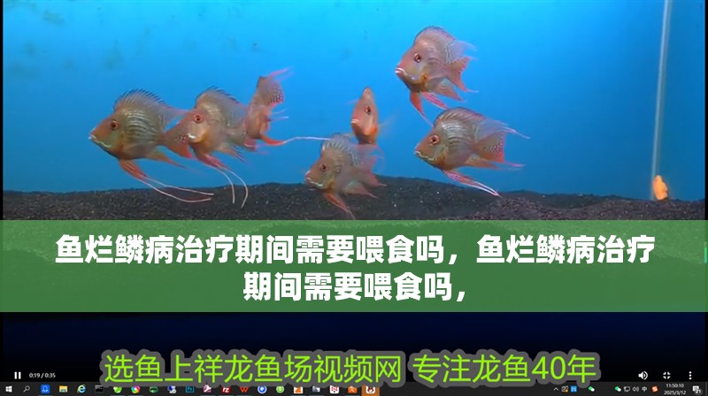魚(yú)爛鱗病治療期間需要喂食嗎，魚(yú)爛鱗病治療期間需要喂食嗎，
