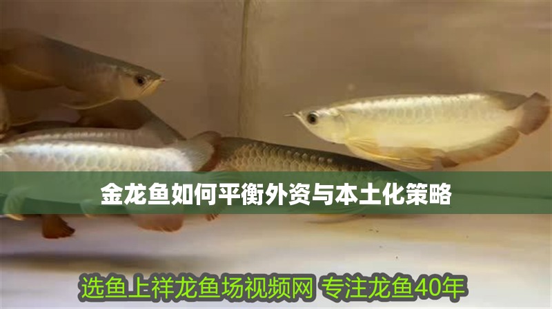 金龍魚如何平衡外資與本土化策略